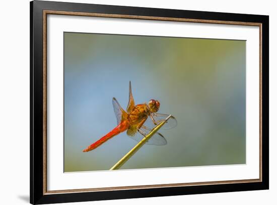 Flame Skimmer Dragonfly Perched and at Rest in La Mesa, California-Michael Qualls-Framed Photographic Print