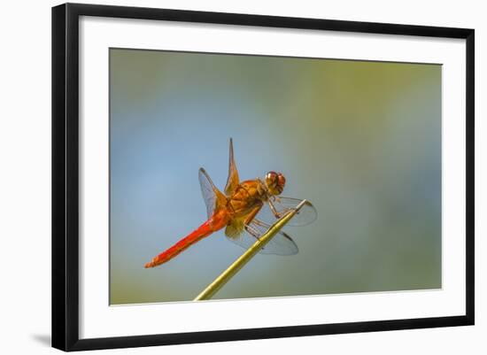 Flame Skimmer Dragonfly Perched and at Rest in La Mesa, California-Michael Qualls-Framed Photographic Print