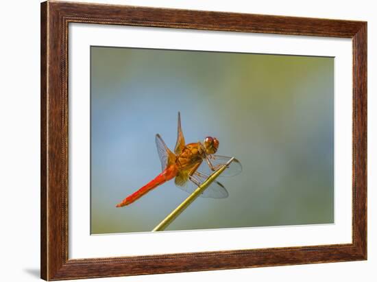 Flame Skimmer Dragonfly Perched and at Rest in La Mesa, California-Michael Qualls-Framed Photographic Print