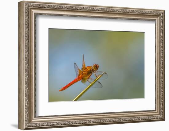 Flame Skimmer Dragonfly Perched and at Rest in La Mesa, California-Michael Qualls-Framed Photographic Print