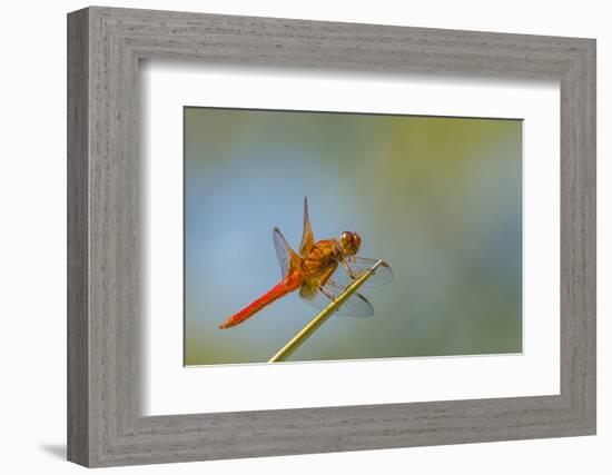 Flame Skimmer Dragonfly Perched and at Rest in La Mesa, California-Michael Qualls-Framed Photographic Print