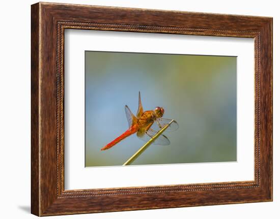 Flame Skimmer Dragonfly Perched and at Rest in La Mesa, California-Michael Qualls-Framed Photographic Print