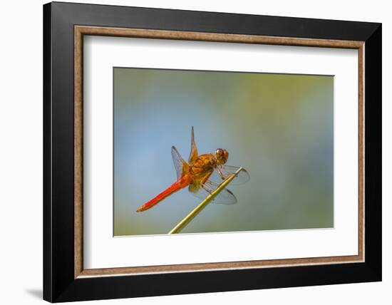 Flame Skimmer Dragonfly Perched and at Rest in La Mesa, California-Michael Qualls-Framed Photographic Print