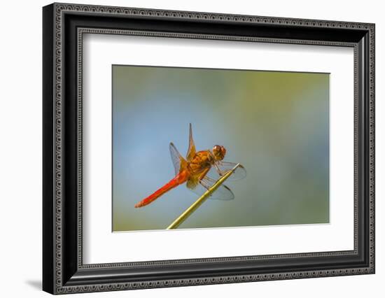 Flame Skimmer Dragonfly Perched and at Rest in La Mesa, California-Michael Qualls-Framed Photographic Print