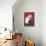 Flamenco Dancer, Polar Bear-null-Framed Stretched Canvas displayed on a wall