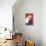 Flamenco Dancer, Polar Bear-null-Framed Stretched Canvas displayed on a wall