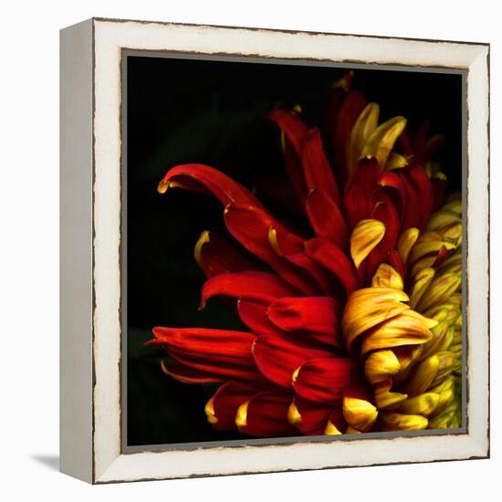 Flamenco Duotoned Chrysanthemum-Magda Indigo-Framed Premier Image Canvas