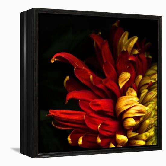 Flamenco Duotoned Chrysanthemum-Magda Indigo-Framed Premier Image Canvas