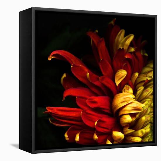 Flamenco Duotoned Chrysanthemum-Magda Indigo-Framed Premier Image Canvas