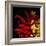 Flamenco Duotoned Chrysanthemum-Magda Indigo-Framed Photographic Print