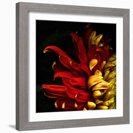 Flamenco Duotoned Chrysanthemum-Magda Indigo-Framed Photographic Print