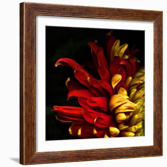 Flamenco Duotoned Chrysanthemum-Magda Indigo-Framed Photographic Print