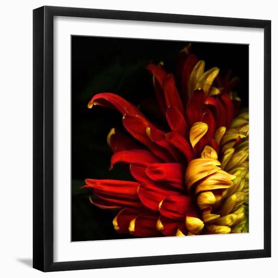 Flamenco Duotoned Chrysanthemum-Magda Indigo-Framed Photographic Print