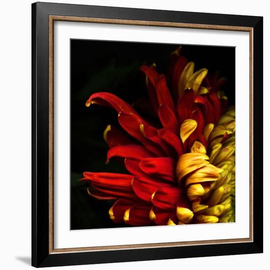 Flamenco Duotoned Chrysanthemum-Magda Indigo-Framed Photographic Print