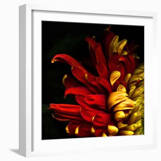 Flamenco Duotoned Chrysanthemum-Magda Indigo-Framed Photographic Print