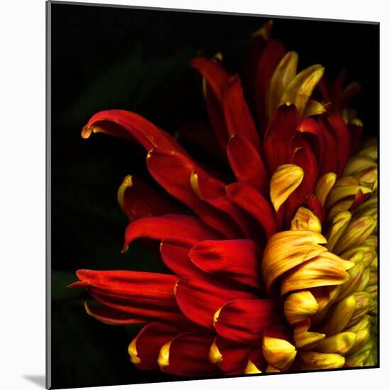 Flamenco Duotoned Chrysanthemum-Magda Indigo-Mounted Photographic Print