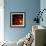 Flamenco Duotoned Chrysanthemum-Magda Indigo-Framed Photographic Print displayed on a wall