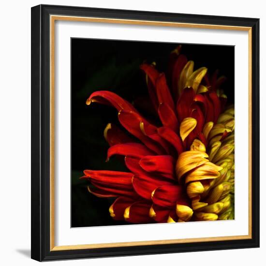 Flamenco Duotoned Chrysanthemum-Magda Indigo-Framed Photographic Print