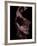 Flamenco-Tim Kahane-Framed Photographic Print