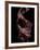 Flamenco-Tim Kahane-Framed Photographic Print