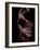 Flamenco-Tim Kahane-Framed Photographic Print