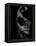 Flamenco-Tim Kahane-Framed Premier Image Canvas