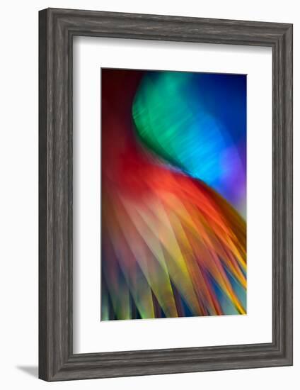 Flamenco-Ursula Abresch-Framed Photographic Print