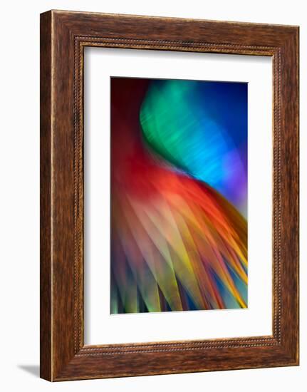 Flamenco-Ursula Abresch-Framed Photographic Print