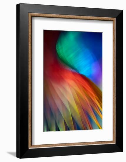 Flamenco-Ursula Abresch-Framed Photographic Print