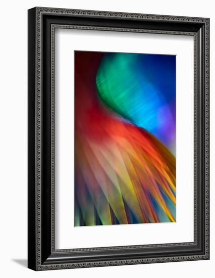 Flamenco-Ursula Abresch-Framed Photographic Print