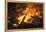 Flames From a Bonfire-Mark Williamson-Framed Premier Image Canvas