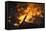 Flames From a Bonfire-Mark Williamson-Framed Premier Image Canvas