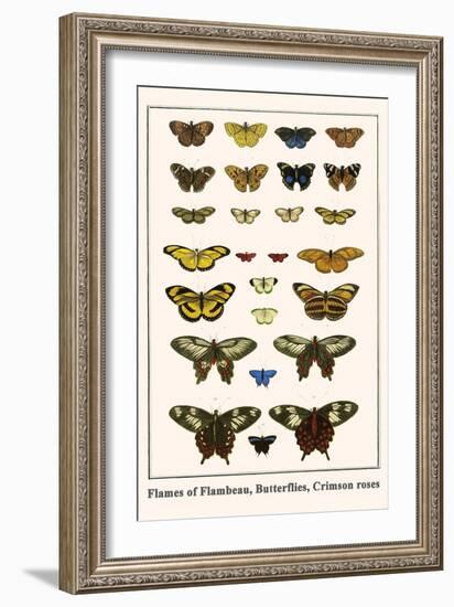 Flames of Flambeau, Butterflies, Crimson Roses-Albertus Seba-Framed Art Print