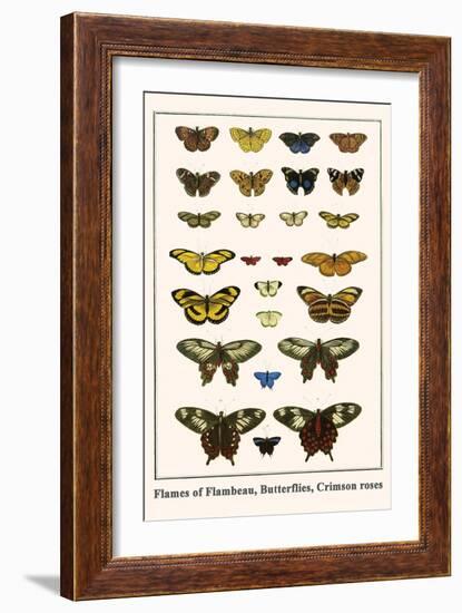 Flames of Flambeau, Butterflies, Crimson Roses-Albertus Seba-Framed Art Print