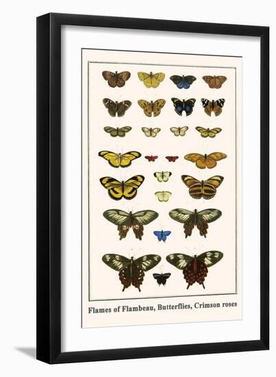 Flames of Flambeau, Butterflies, Crimson Roses-Albertus Seba-Framed Art Print