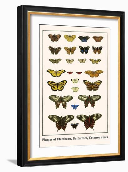 Flames of Flambeau, Butterflies, Crimson Roses-Albertus Seba-Framed Art Print