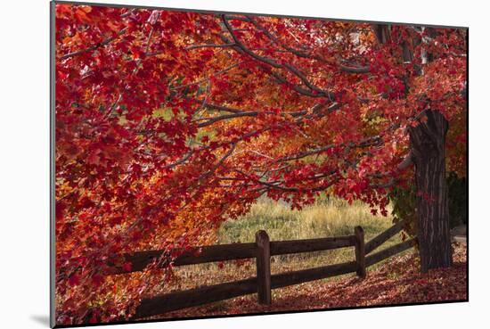 Flames on the Fence Master-Darren White Photography-Mounted Photographic Print