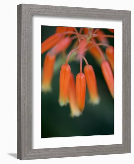 Flaming Flower Buds I-Nicole Katano-Framed Photo