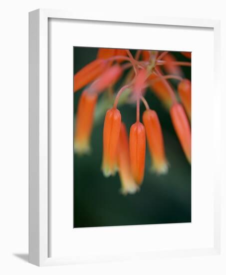 Flaming Flower Buds I-Nicole Katano-Framed Photo