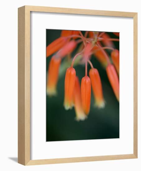 Flaming Flower Buds I-Nicole Katano-Framed Photo