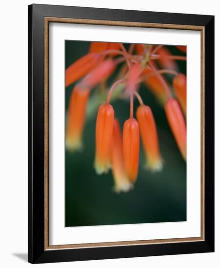 Flaming Flower Buds I-Nicole Katano-Framed Photo