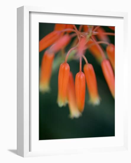 Flaming Flower Buds I-Nicole Katano-Framed Photo