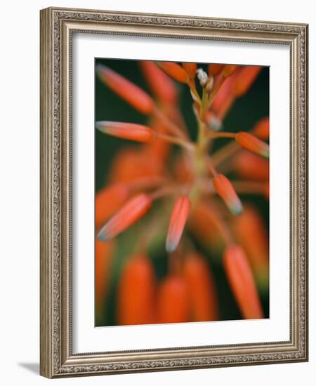 Flaming Flower Buds II-Nicole Katano-Framed Photo