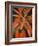 Flaming Flower Buds II-Nicole Katano-Framed Photo