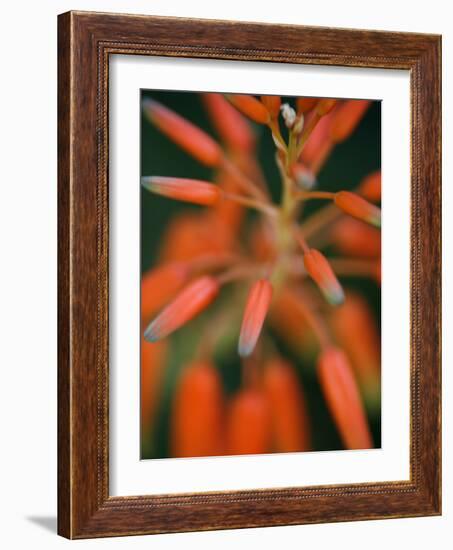 Flaming Flower Buds II-Nicole Katano-Framed Photo