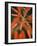 Flaming Flower Buds II-Nicole Katano-Framed Photo