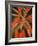 Flaming Flower Buds II-Nicole Katano-Framed Photo