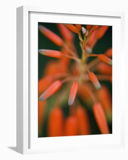 Flaming Flower Buds II-Nicole Katano-Framed Photo