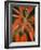 Flaming Flower Buds II-Nicole Katano-Framed Photo