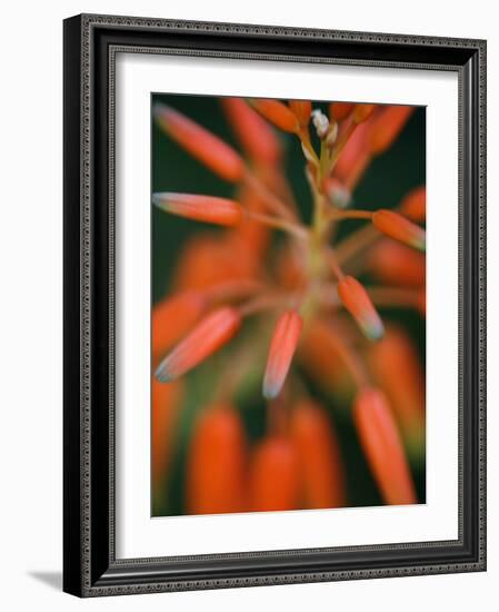 Flaming Flower Buds II-Nicole Katano-Framed Photo